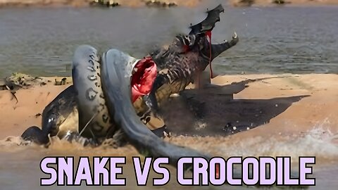 Snake Attacks Crocodile - Epic Battle of Predators!