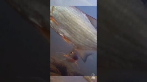 Fish in flowing water, waterwolf camera #shorts #fish