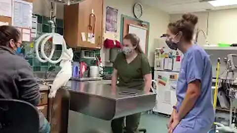 A male umbrella cockatoo dancing with the staff at the veterinary hospital #cuteanimals