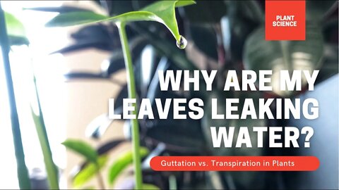 GUTTATION VS. TRANSPIRATION. WATER DROPLETS ON LEAVES IS A SIGN YOU ARE OVER WATERING.