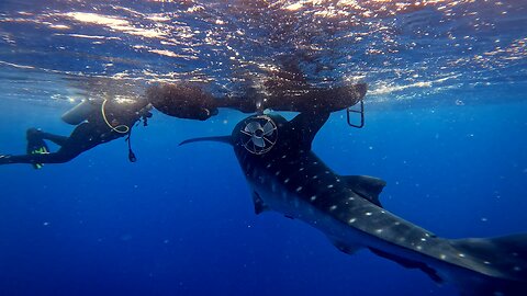 Gigantic whale shark comes for back scratch on small scuba boat