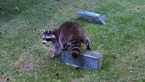 Greedy raccoon's comical attempt to steal peanuts from squirrel trap