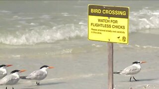 Southwest Florida group educating beachgoers of native bird species