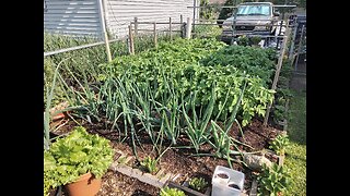 Garden update 5/20/23