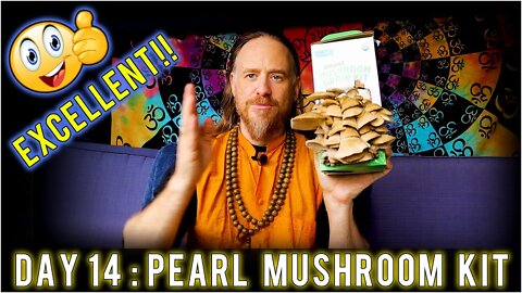 Day 14: Organic Pearl Oyster Mushroom Grow Kit (15 days to Harvest) Sustainability | How To Review