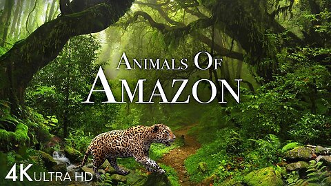 Animal Of Amazon 4K - Animal That Call Of The Jungle Home | Amazon Rainforest