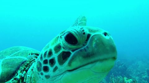 Sea Turtle takes a bite out of diver's GoPro