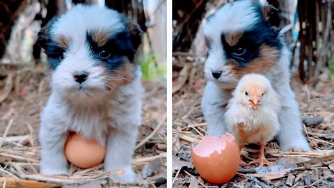 Very cute puppy having fun with a newborn chick