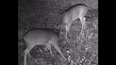 Young bucks react to tarsal scent