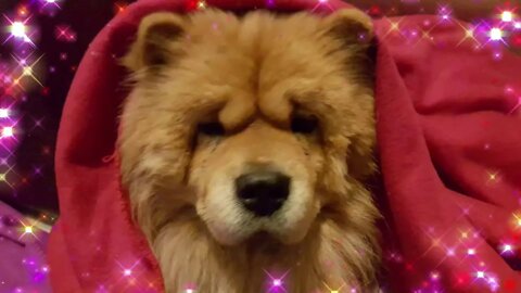 Christmas Feels Relaxing Chow Chow's 2020 / Winter Cutest Chow Chow
