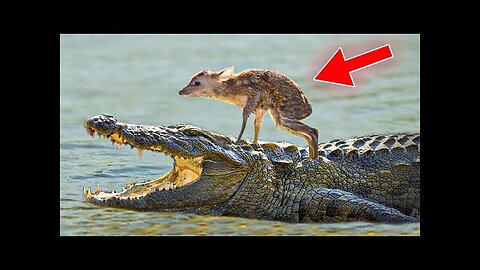 15 UNBELIEVABLE Animals That Saved Other Animals.Mrizhanwaqas143