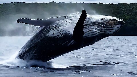 Humpback whale leaps with joy as it follows whale-watching boat