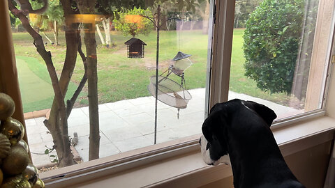 Funny Great Dane Loves to Watch Swinging Squirrel TV