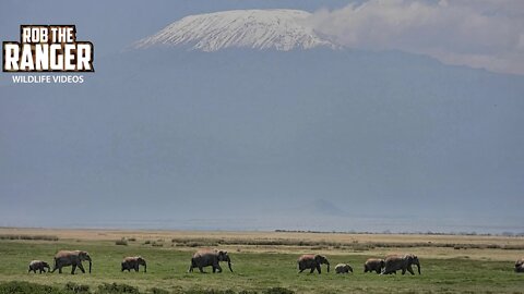 Amboseli Elephant Herd Under Hazy Kilimanjaro | Zebra Plains Safari