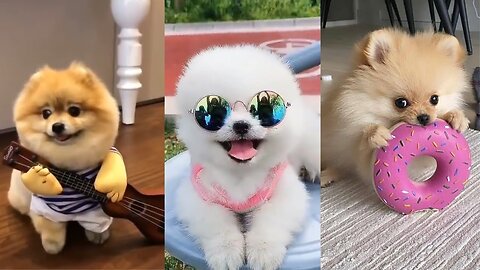 Teacup Pomeranian Compilation 🔴 Mini Pomeranian Tiktok Compilation - 2022 | 100+ Clips