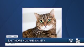 Baltimore Humane Society says, "Good morning Maryland!"