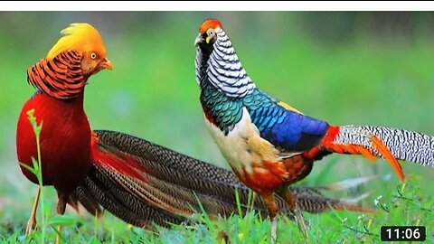 Beautiful Golden Pheasants And Wedding Bird's