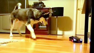 Cute Siberian Husky Chases with a Bugatti RC Car