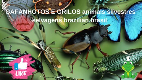 GRASSHOPPERS AND CRICKETS wild animals brazilian wild animals