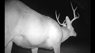 Big Buck Close Up!