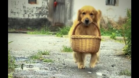 #funny #funnyvideos #animals #beautifuldogs #dogsoftiktok #foryou #smartdog #fyp