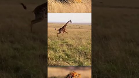Mother Giraffe fends of Lioness trying to hunt are baby ! 👏🏽👏🏽😮 #shorts