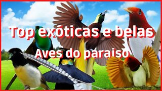 Top exóticas e belas Aves do paraíso
