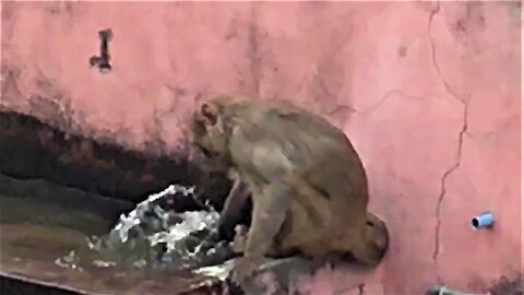 Monkey finds water to play in on a rooftop in an Indian city