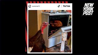 Video sparks backlash after depicting live turkey with cooked counterpart