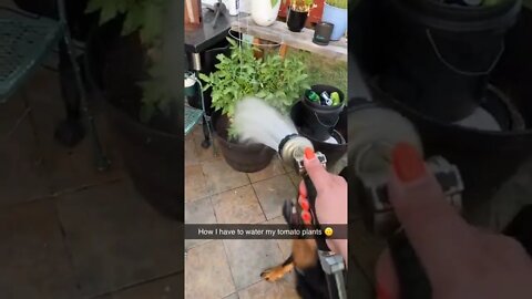 Gardening Hacks For Rottweiler Owners 🤣 #shorts #rottweiler #dogs
