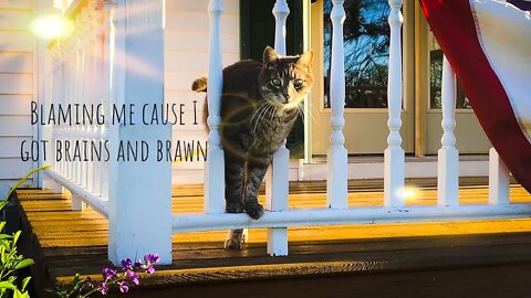 Cats Outsmart The One Way Cat Door