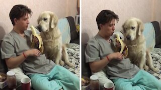 Golden Retriever hilariously "sneaks" a bite of a banana