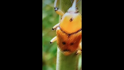 Unreasonable Bugs' Captivity Captured On Video!