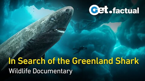 Greenland - Sharks of the Icy North | Wildlife Documentary