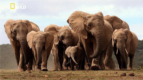 Life of Elephants [National Geographic Documentary HD 2023]