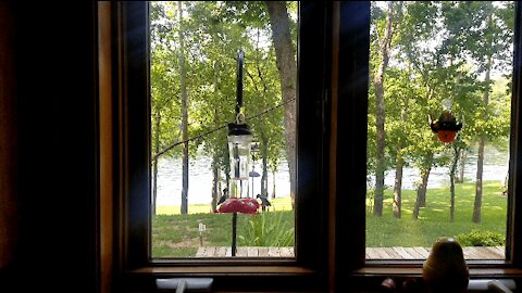 Humming Birdies on the feeder