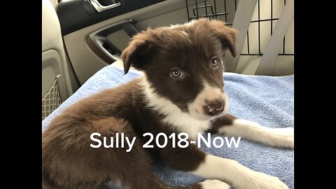 Sully growing up!