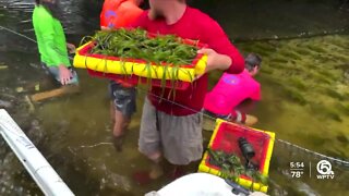 Eelgrass restoration in Indian River Lagoon will help feed manatees