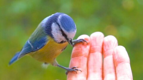 Great Tits and Blue Tits Getting Their Peanut Fix