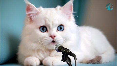 kitten singing lovely song | cat singing | cute cats