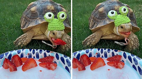 Funny tortoise with frog hat enjoys eating strawberries