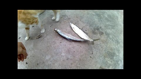 猫看到大鱼都不知道从哪里吃起😂