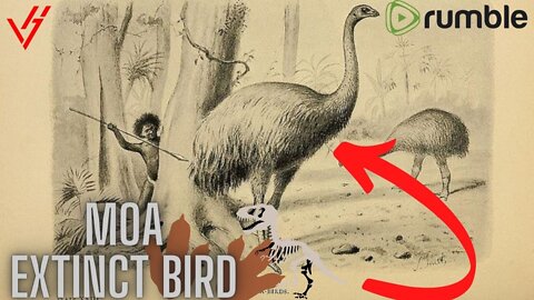 Moa: Extinct bird