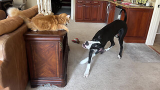 Surprised Great Dane Runs Into Funny Cat While Running Zoomies