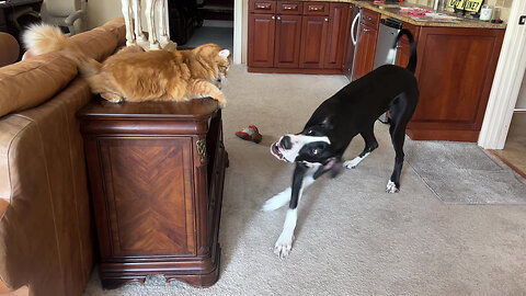 Surprised Great Dane Runs Into Funny Cat While Running Zoomies