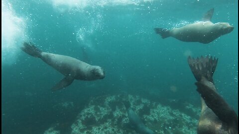 Amazing footage of sealions swimming up close to a swimmer