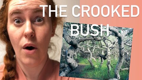 The Crooked Bush In Saskatchewan // Creepy Plants Series