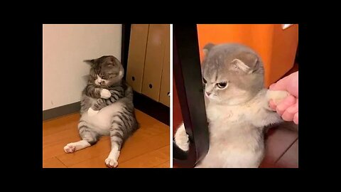 Funny Cats - You laugh , You Loose 😹