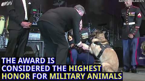 This veteran dog received a Medal of Honor, but it came with a price.