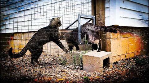 Two Cats In A Battle Royale On The Rocks